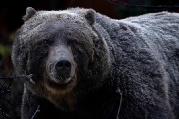 A large bear with brown fur