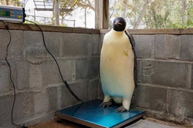 A penguin stands on a scale.