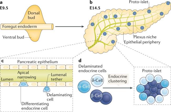 30-facts-a<em></em>bout-pancreatic-beta-cell-agenesis-with-neonatal-diabetes-mellitus