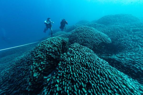 Divers swim over the world's largest coral in the Pacific Ocean near the Solomon Islands