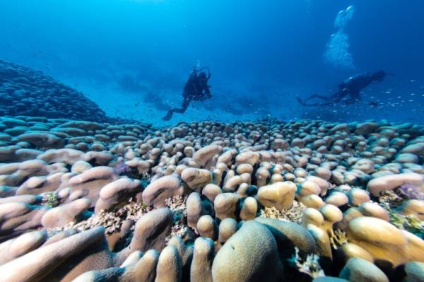 This handout photo taken by Natio<em></em>nal Geographic Pristine Seas on October 24, 2024, and released on November 14, shows divers swimming over the world's largest coral located near the Pacific's Solomon Islands. - Scientists say they have found the world's largest coral near the Pacific's Solomon Islands, announcing on November 14, a major discovery 