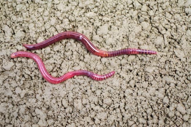 35-facts-a<em></em>bout-new-zealand-giant-earthworm