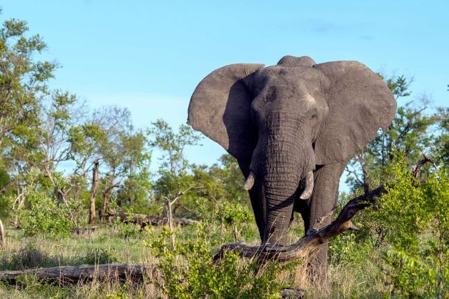 35-facts-a<em></em>bout-poacher-killed-by-elephants