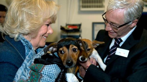 Camilla, Duchess of Cornwall, stands next to television presenter Paul O'Grady while holding her two adopted dogs Bluebell and Beth during a visit to the the Battersea Dogs & Cats Home in Lo<em></em>ndon on December 12, 2012. The Duchess rehomed Bluebell and Beth, both Jack Russell Terriers. AFP PHOTO / POOL / ADRIAN DENNIS