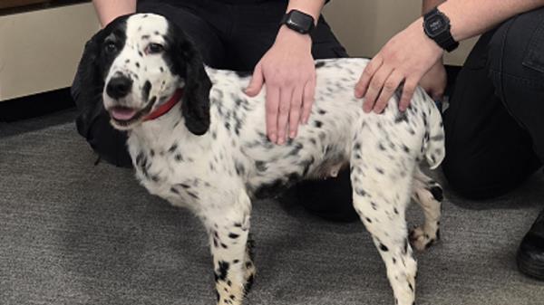 Daisy, the Cocker Spaniel. Pic: Surrey Police