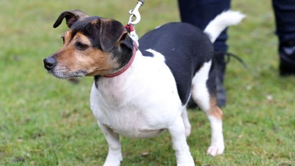 Beth, the Duchess Of Cornwall's (now Queen Camilla) dog competing an agility course during her visit to the Battersea Dogs and Cats Home's centre in Old Windsor.
File pic: PA