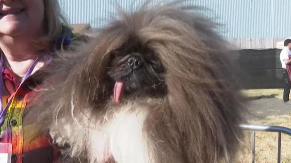 Dog named Wild Thang wins World&#39;s Ugliest Dog contest