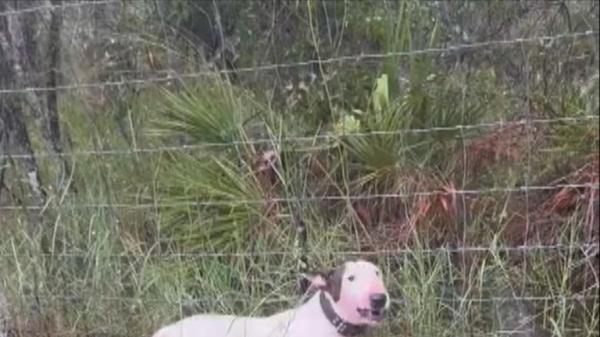 Man charged with animal cruelty after tying dog to fence and abando<em></em>ning it ahead of Hurricane Milton