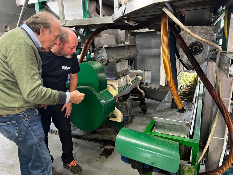 Machines extract oil from bergamot citrus fruit.