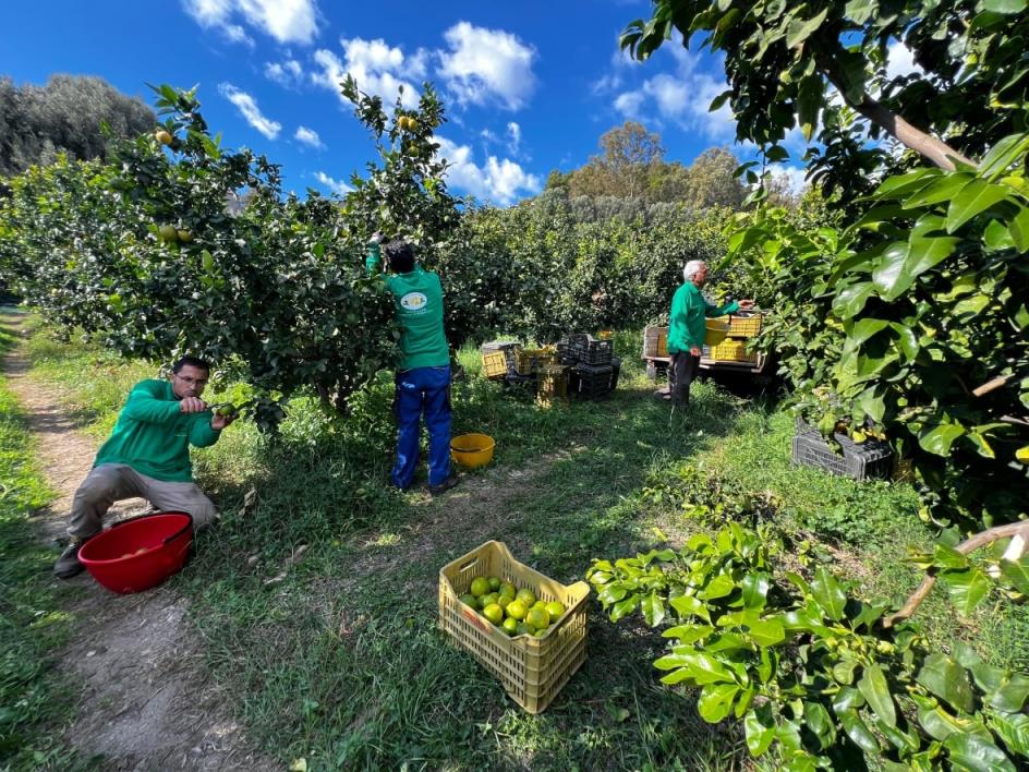 Workers pick bergamot. 