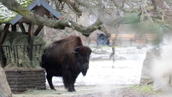 A bison at Tierpark Berlin, which has closed as a precaution. Pic: AP