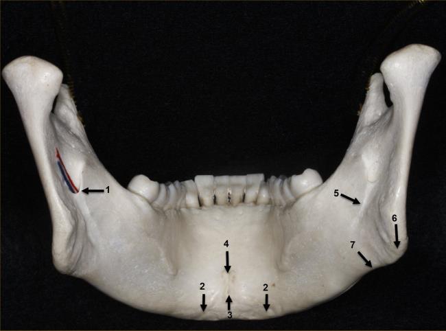 28-facts-a<em></em>bout-mandible