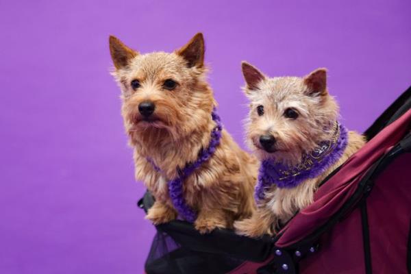 Benny, left, and Tansey, Norwich Terriers, sit in a stroller at the 149th Westminster Kennel Club Dog show, Saturday, Feb. 8, 2025, in New York. (AP Photo/Heather Khalifa)